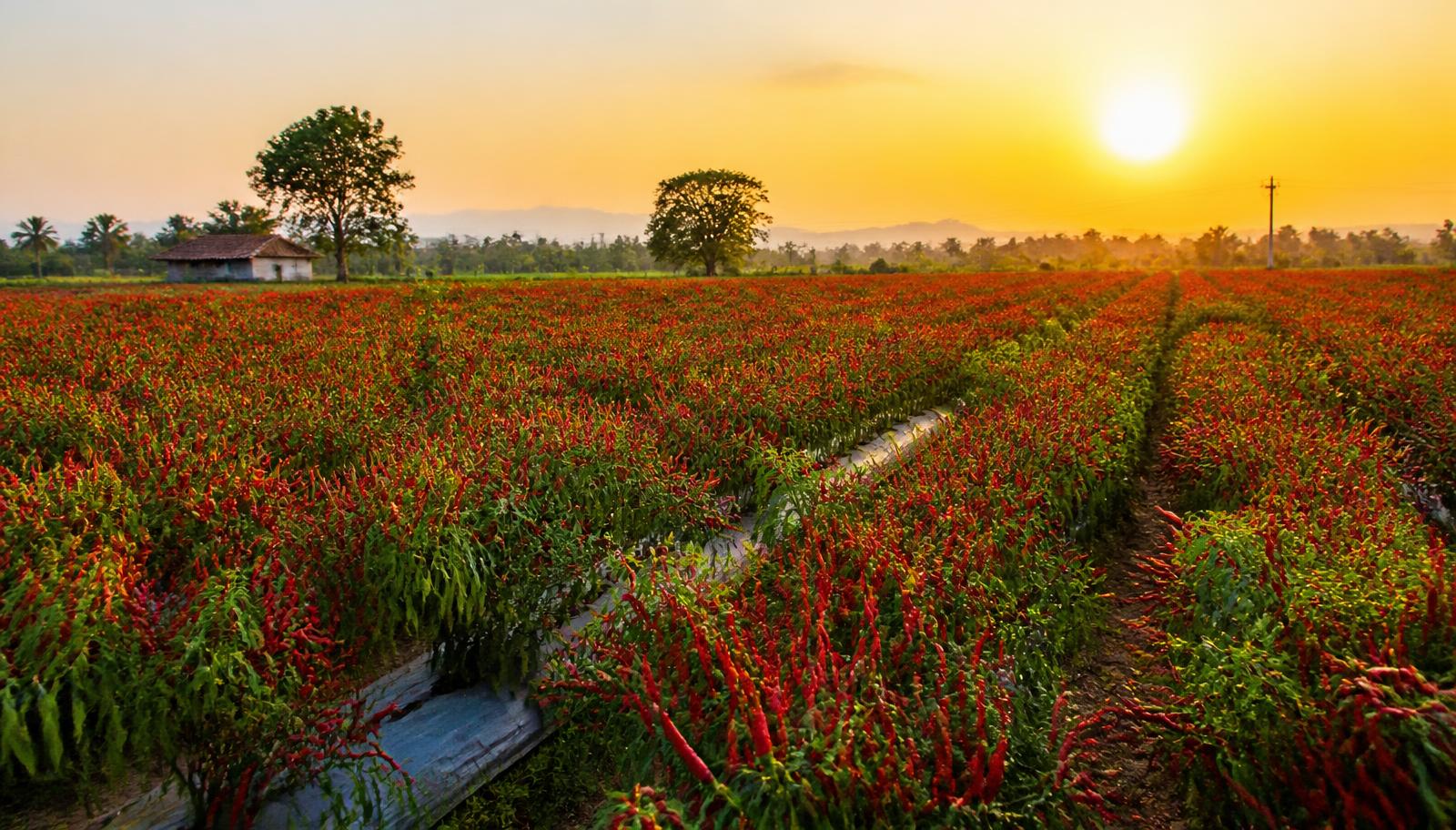 Red chilli field at golden hour in southern India